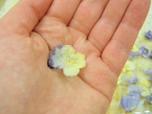 pansy in hand
